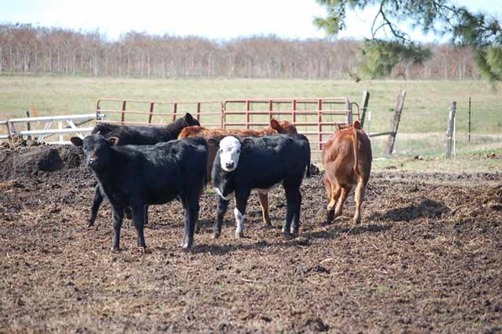 Image for March 22 Cattle Auction