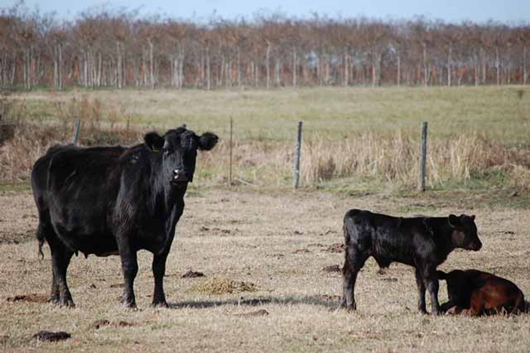 Image for March 22 Cattle Auction