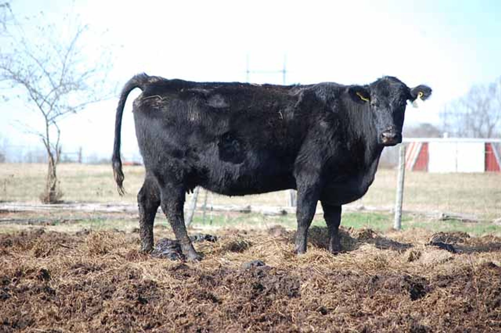 Image for March 22 Cattle Auction