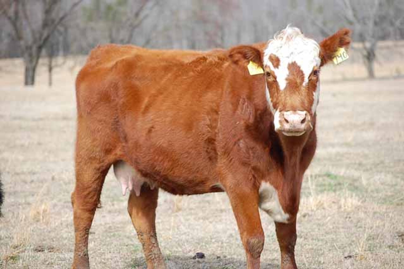 Image for March 22 Cattle Auction