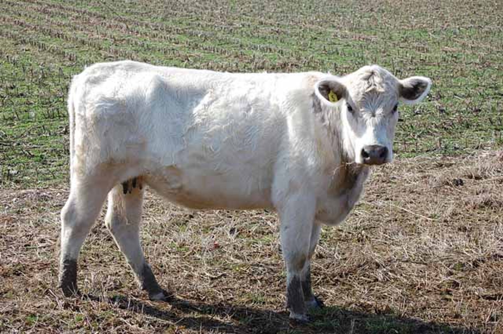 Image for March 22 Cattle Auction