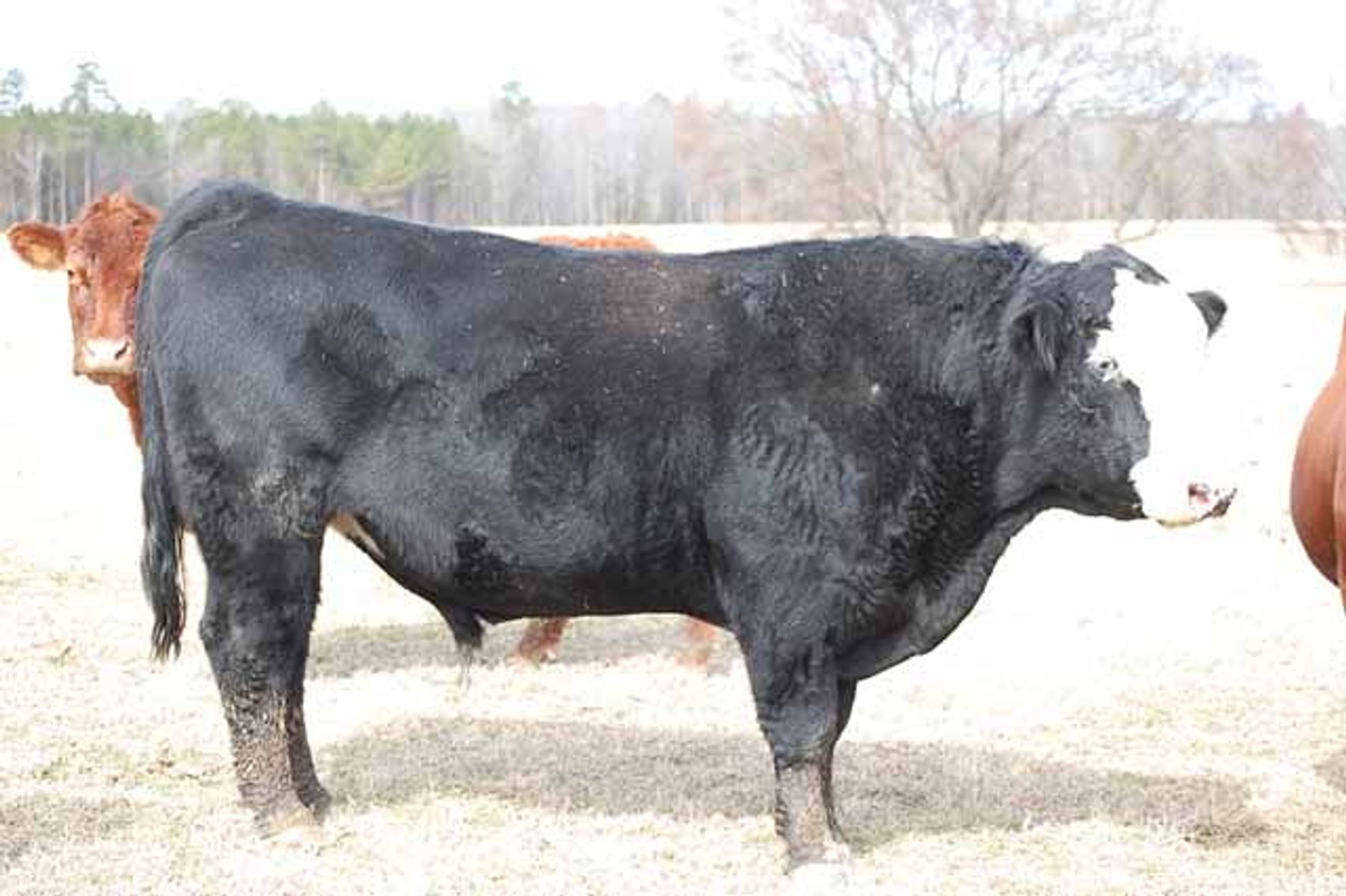 Image for March 22 Cattle Auction