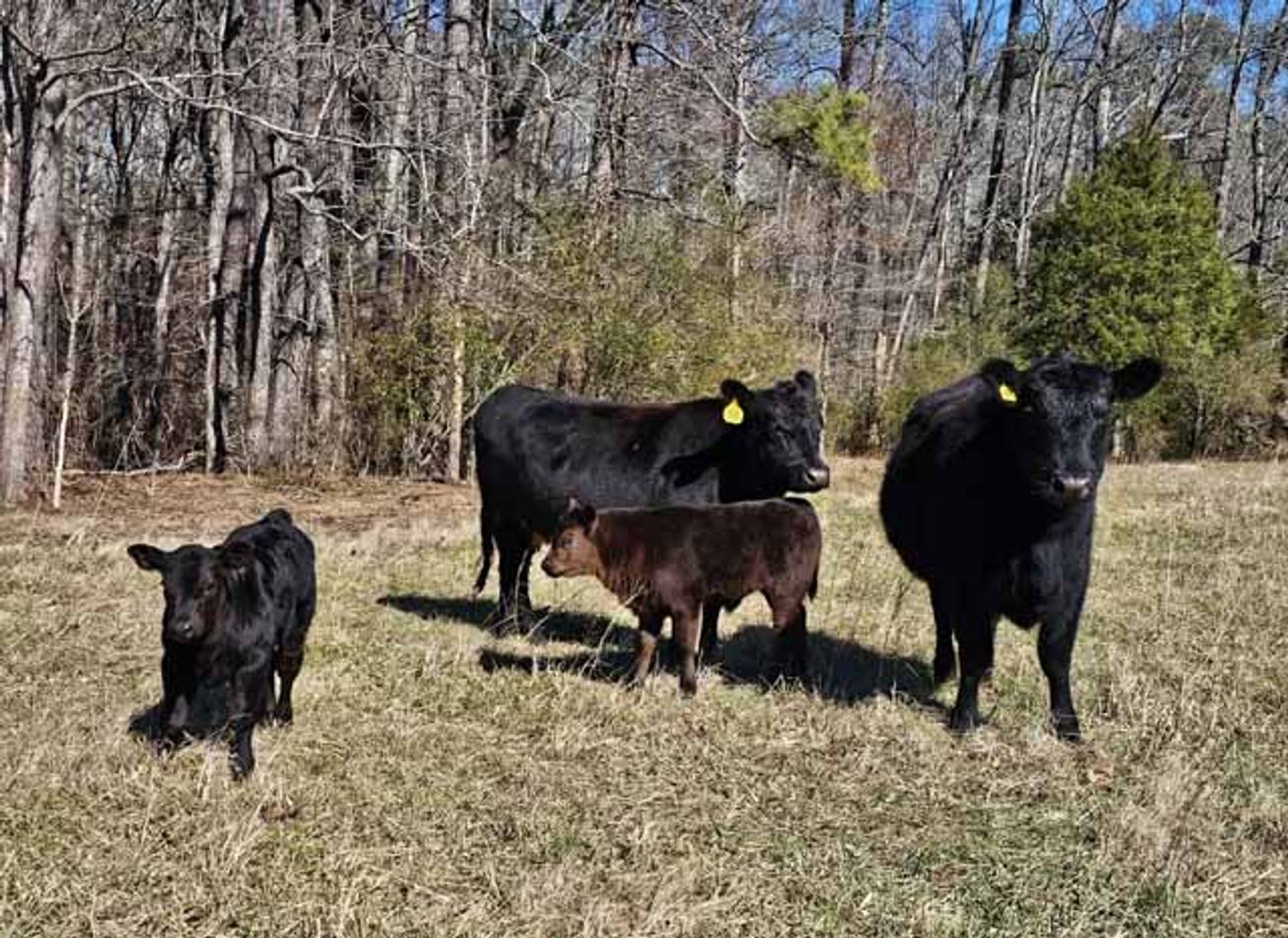 Image for March 22 Cattle Auction