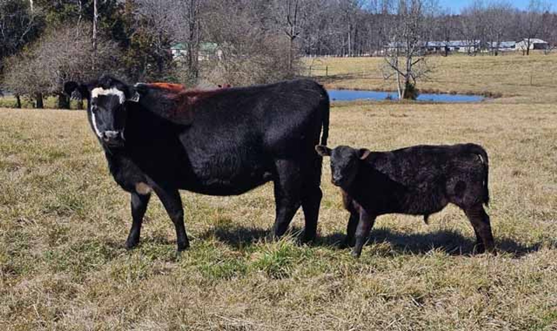 Image for March 22 Cattle Auction