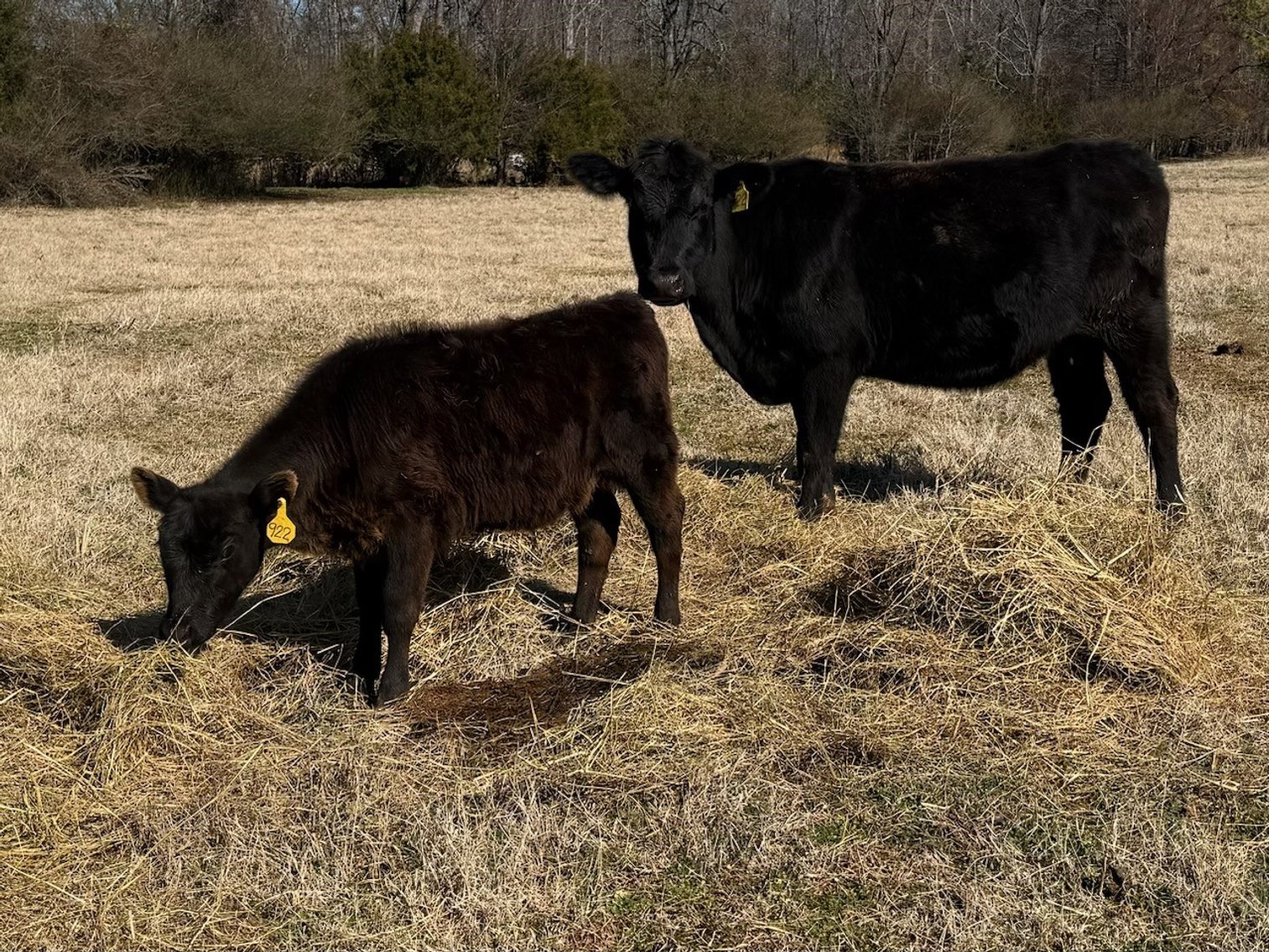 Image for March 22 Cattle Auction