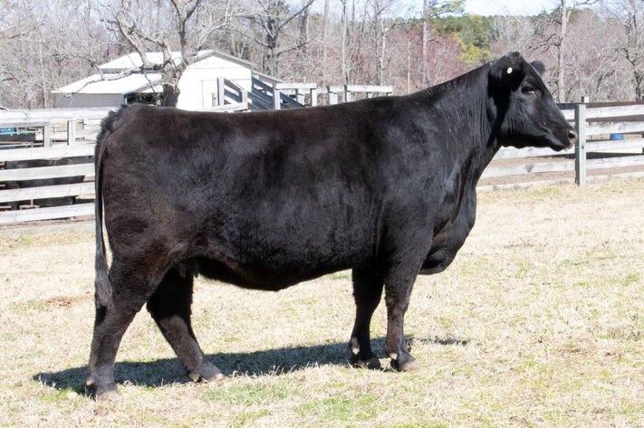 Springfield Angus Complete Dispersal