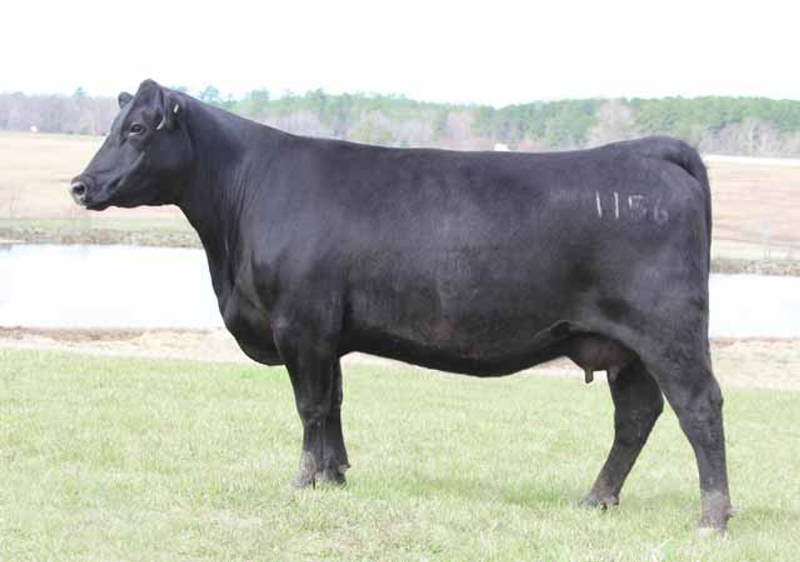 Image for Springfield Angus Complete Dispersal