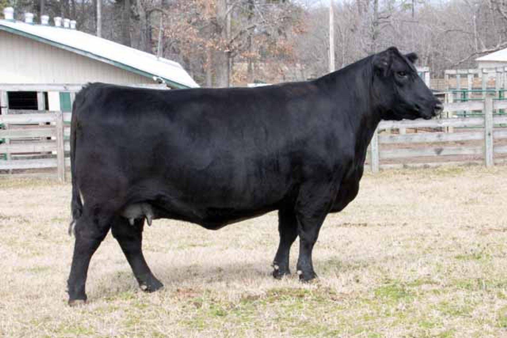 Image for Springfield Angus Complete Dispersal