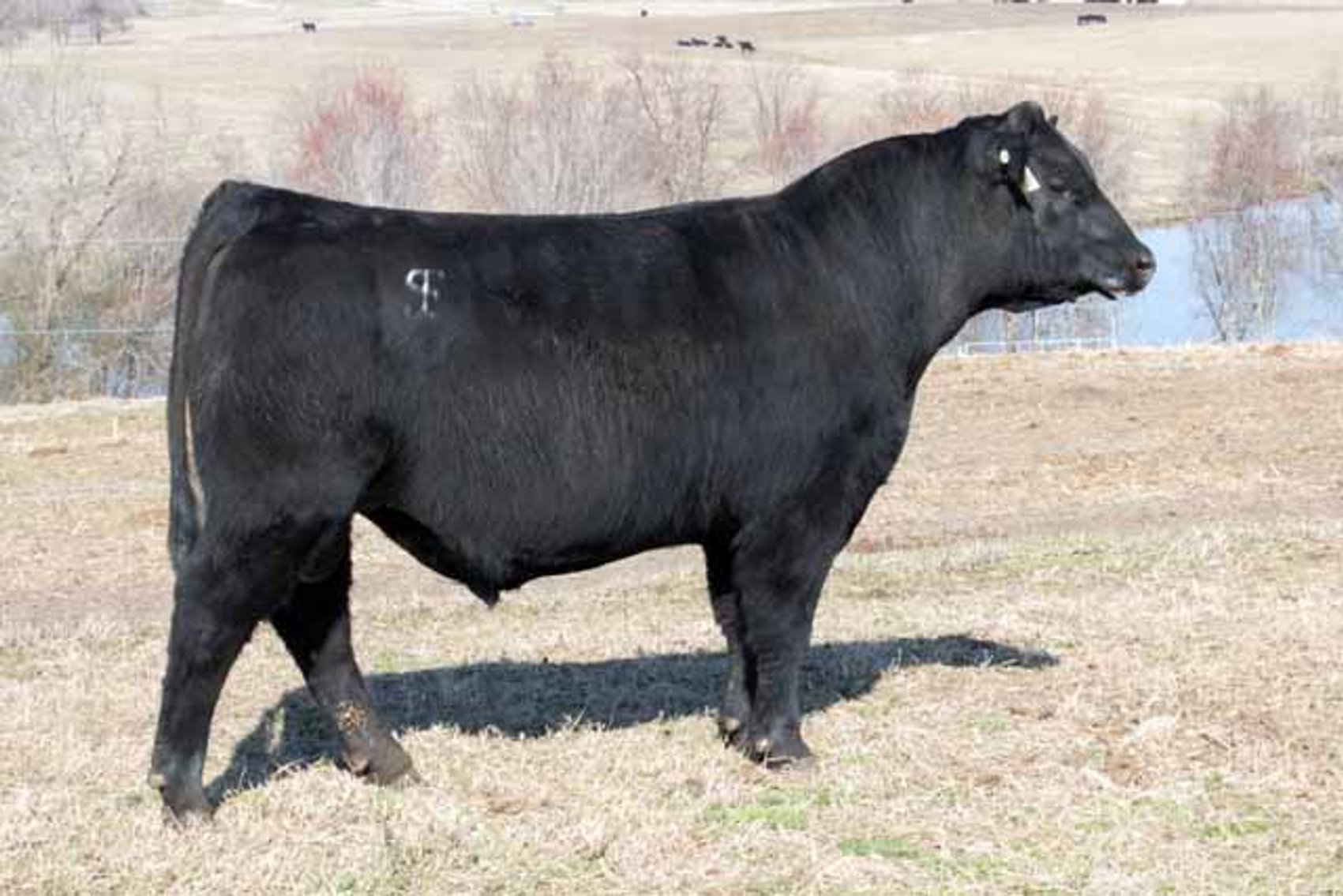 Image for Springfield Angus Complete Dispersal