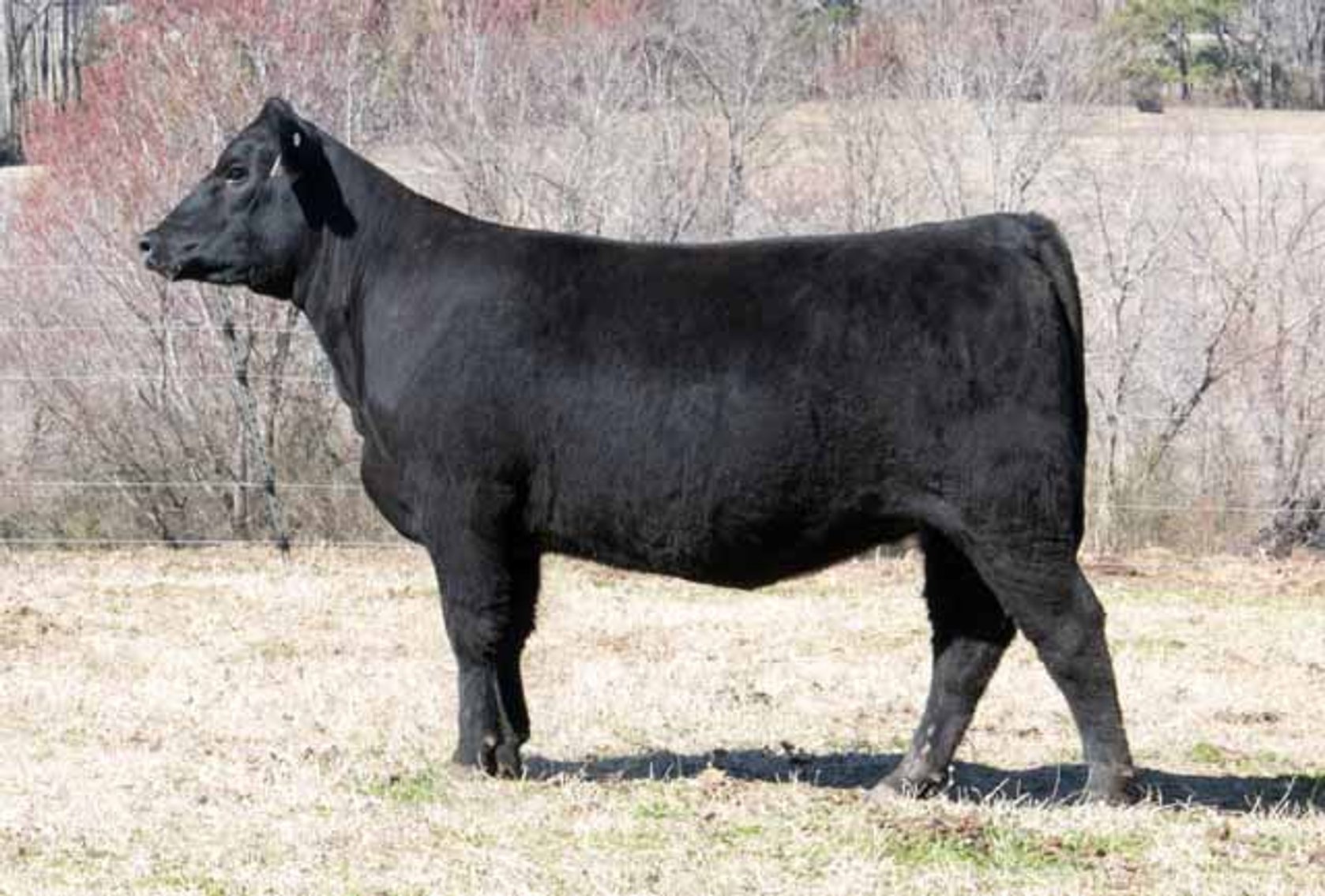 Image for Springfield Angus Complete Dispersal