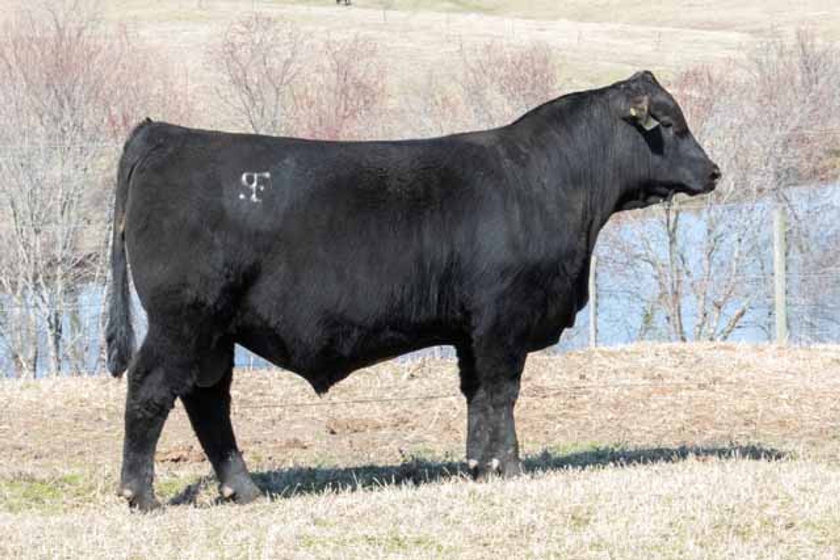 Image for Springfield Angus Complete Dispersal