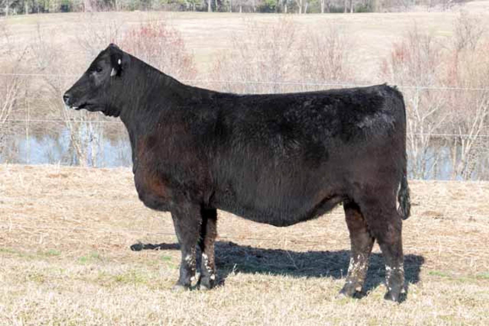 Image for Springfield Angus Complete Dispersal