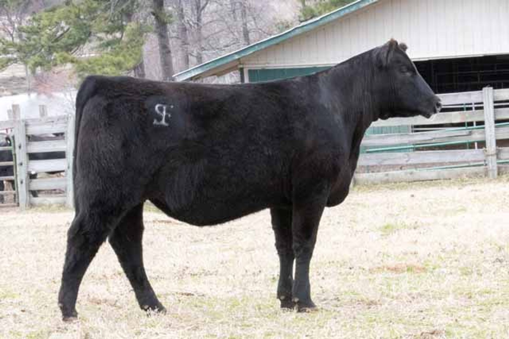 Image for Springfield Angus Complete Dispersal