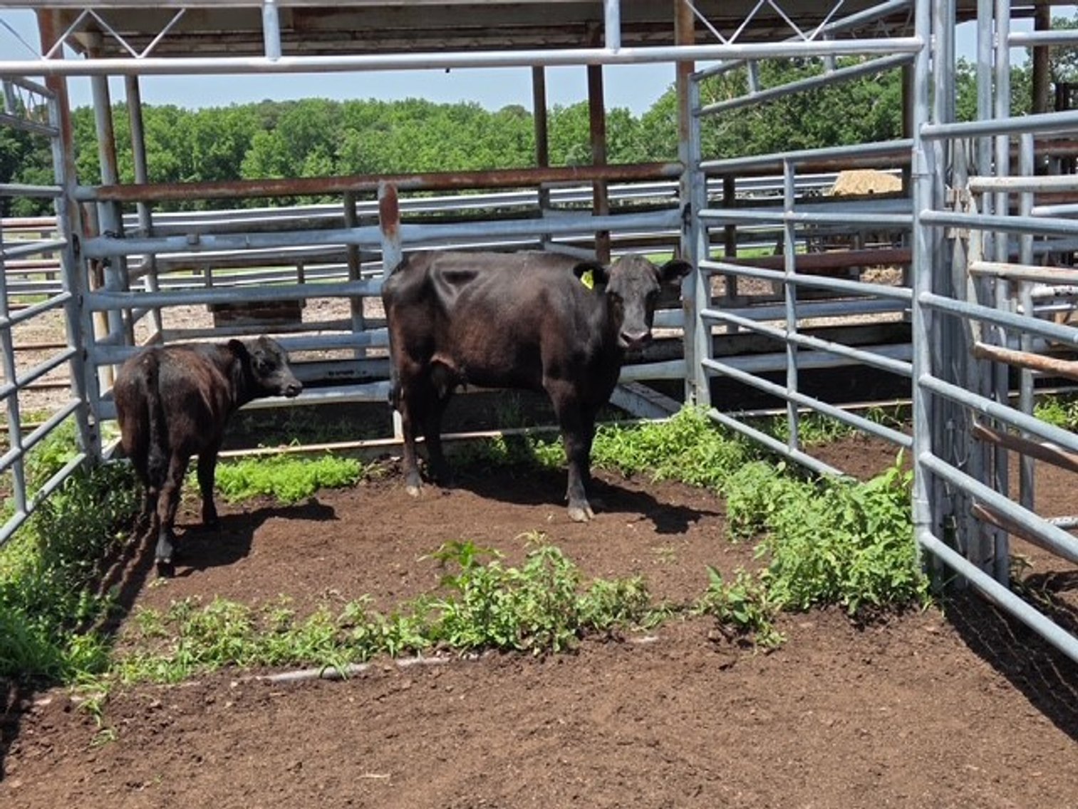 Image for CATTLE HERD DISPERSAL