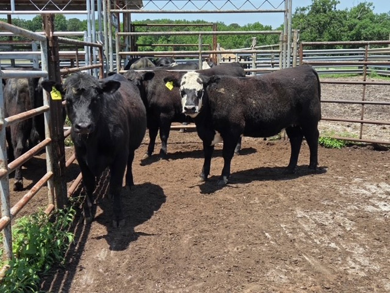 Image for CATTLE HERD DISPERSAL