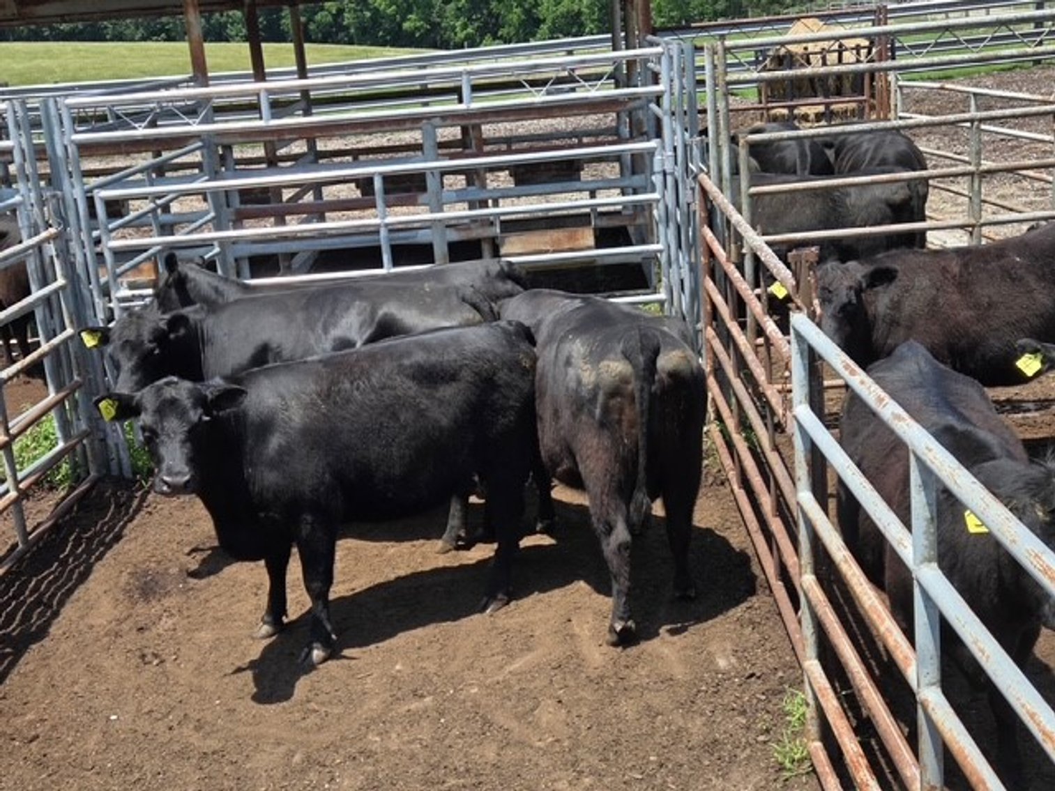 Image for CATTLE HERD DISPERSAL