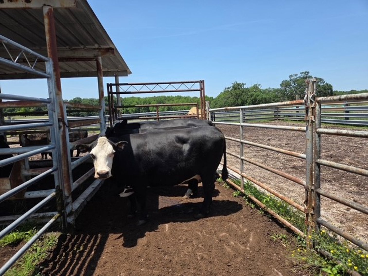 Image for CATTLE HERD DISPERSAL