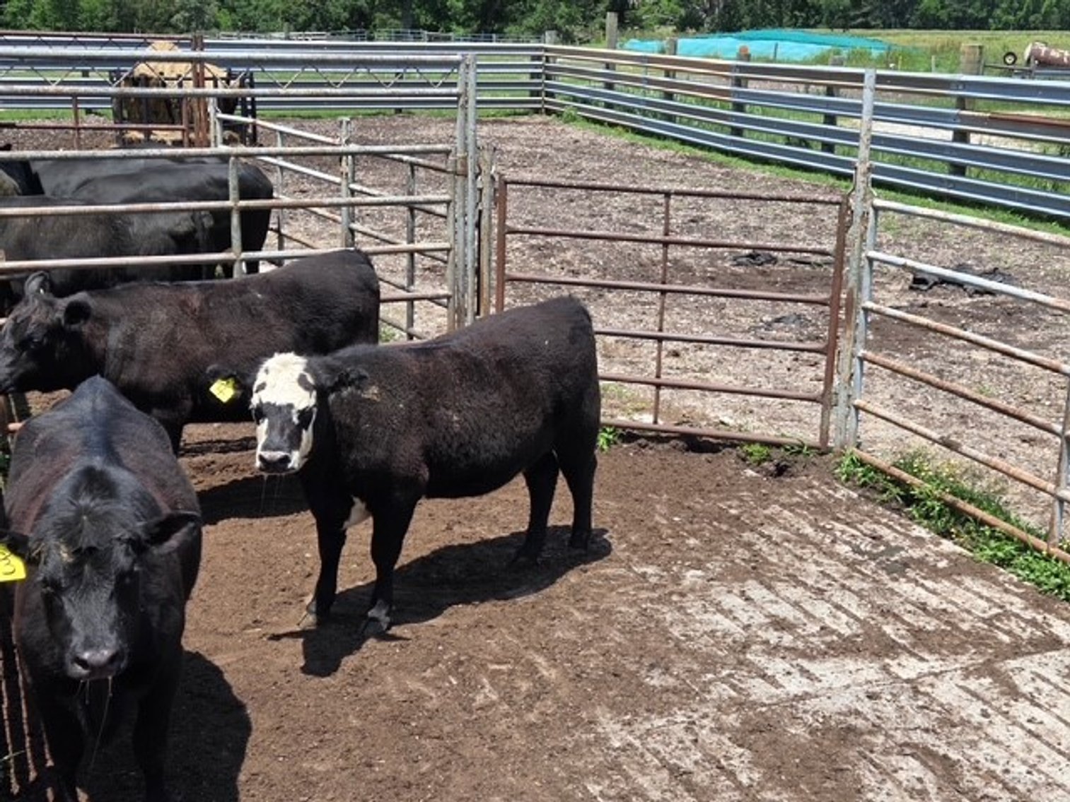 Image for CATTLE HERD DISPERSAL