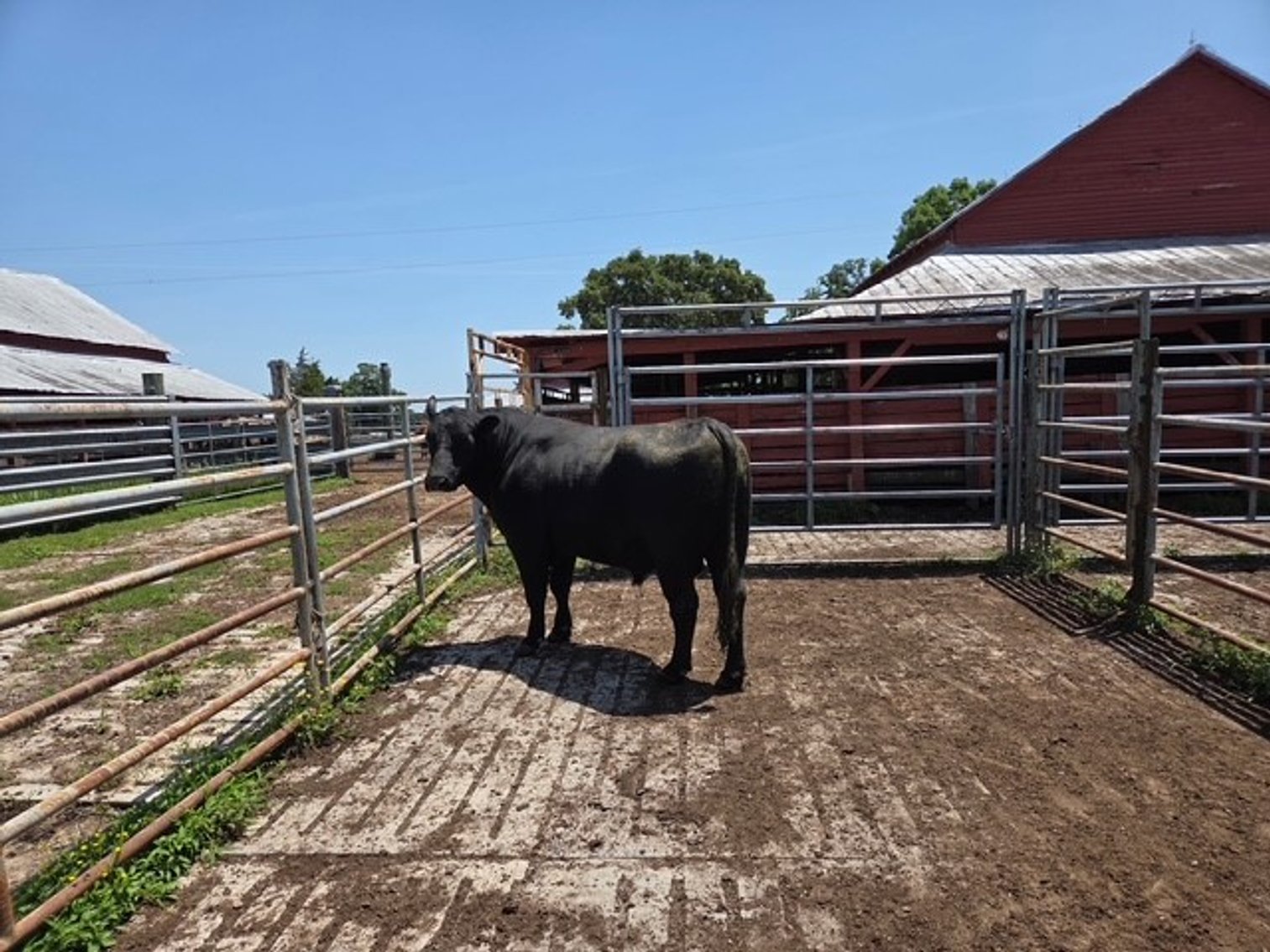 Image for CATTLE HERD DISPERSAL