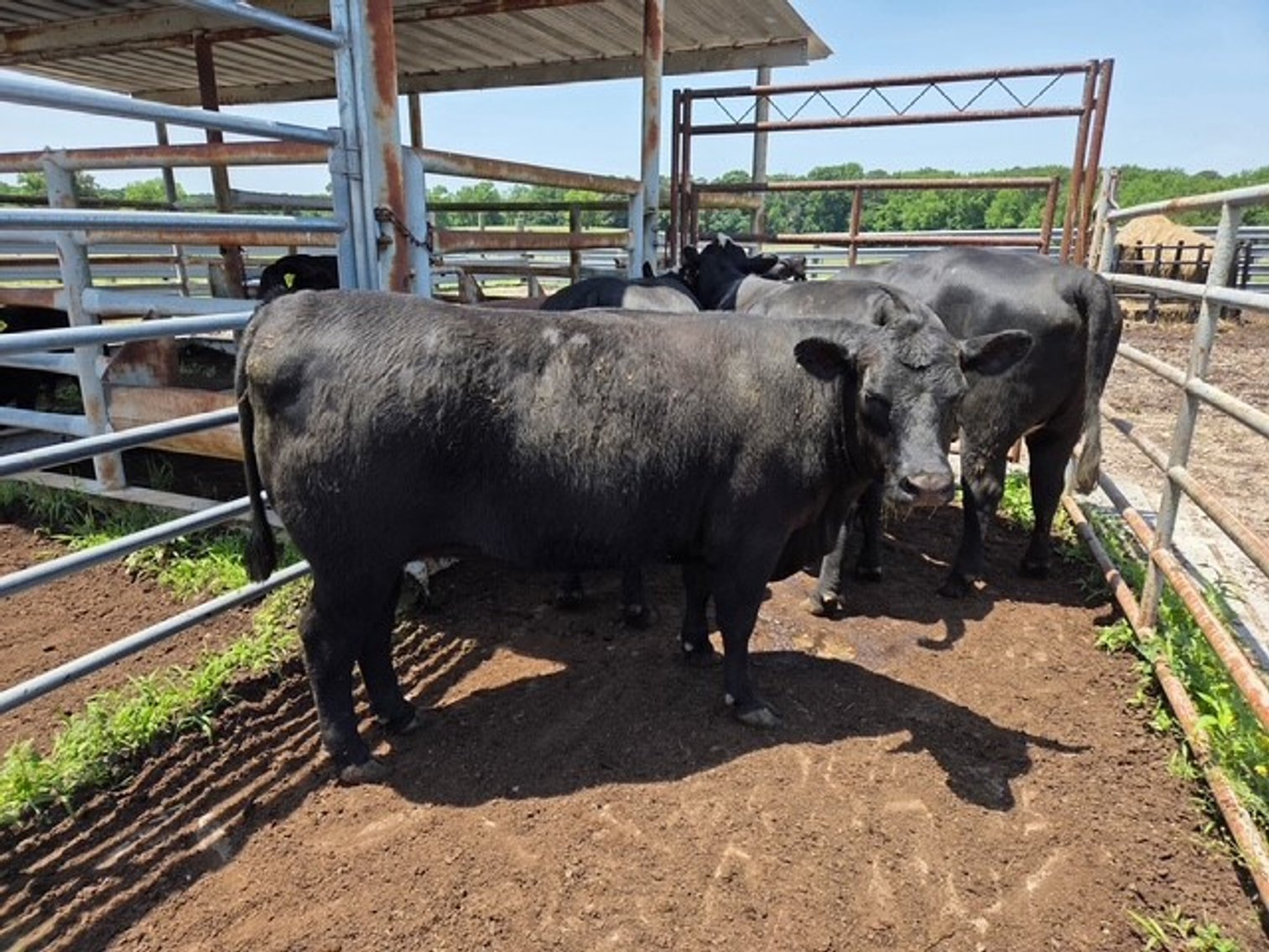 Image for CATTLE HERD DISPERSAL