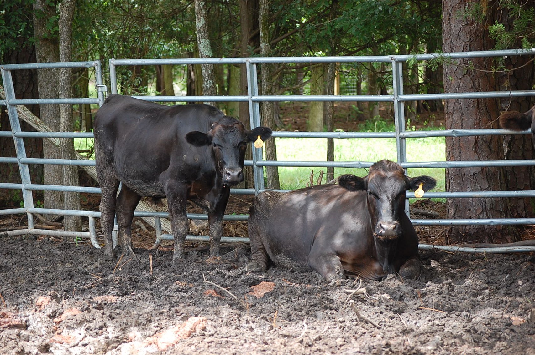 Image for Wagyu Influence Steer Sle