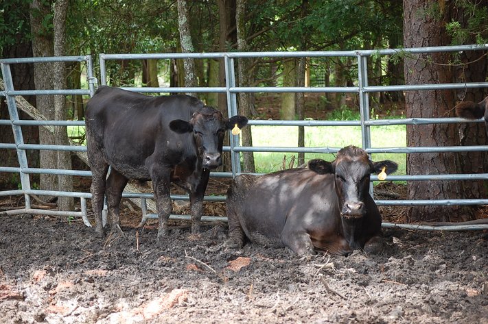 Wagyu Influence Steer Sle