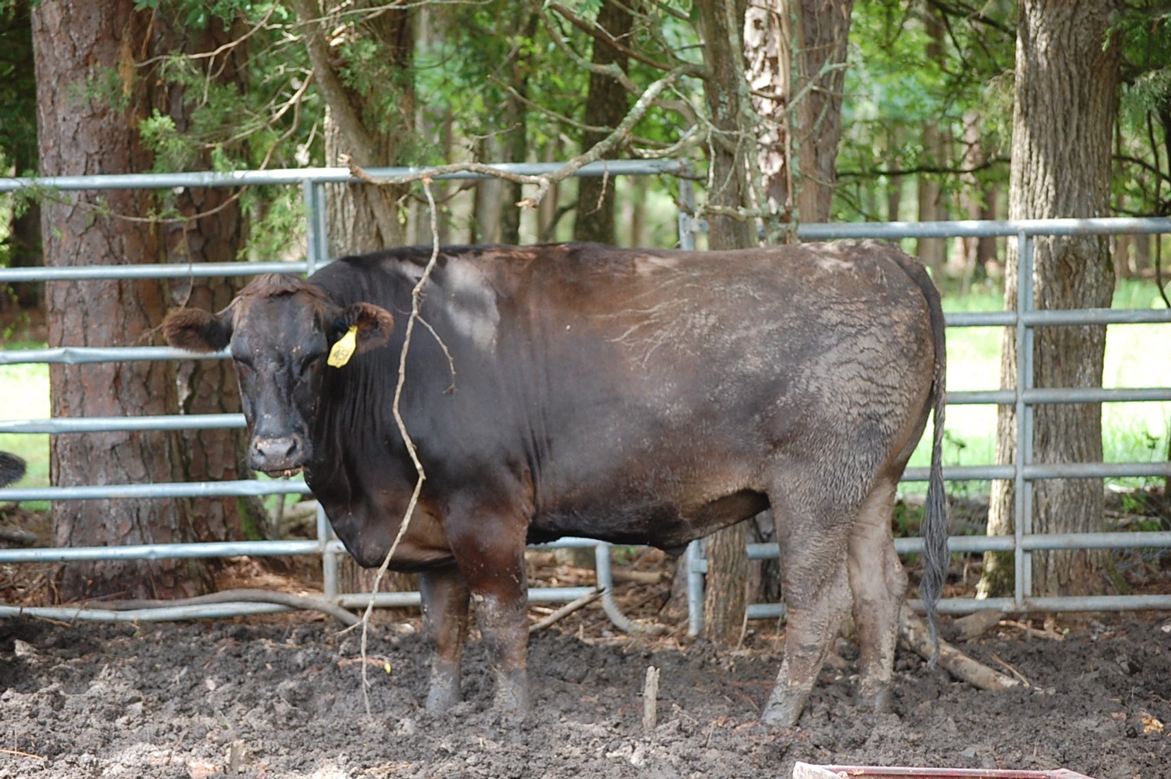 Image for Wagyu Influence Steer Sle
