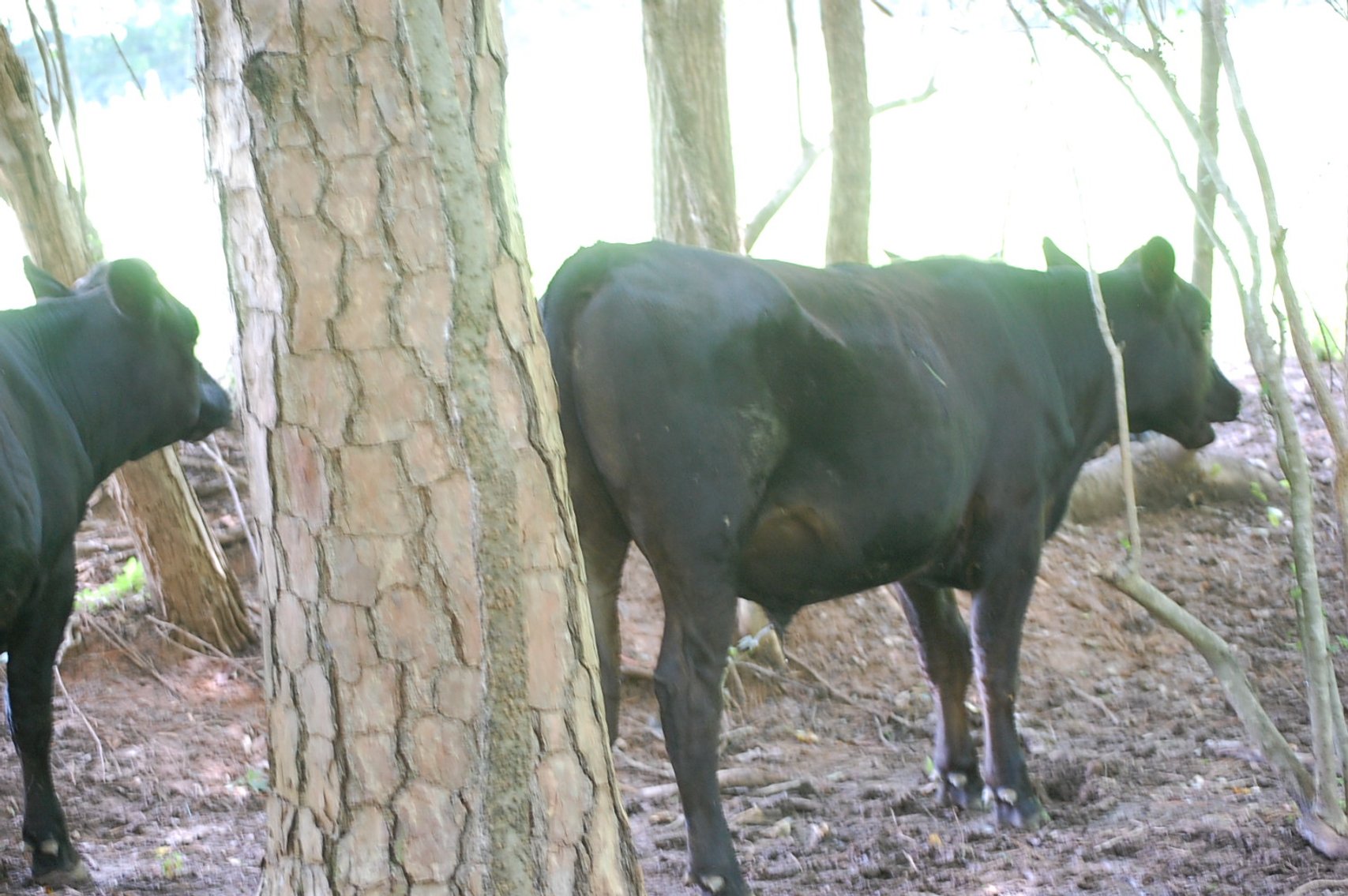 Image for Wagyu Influence Steer Sle