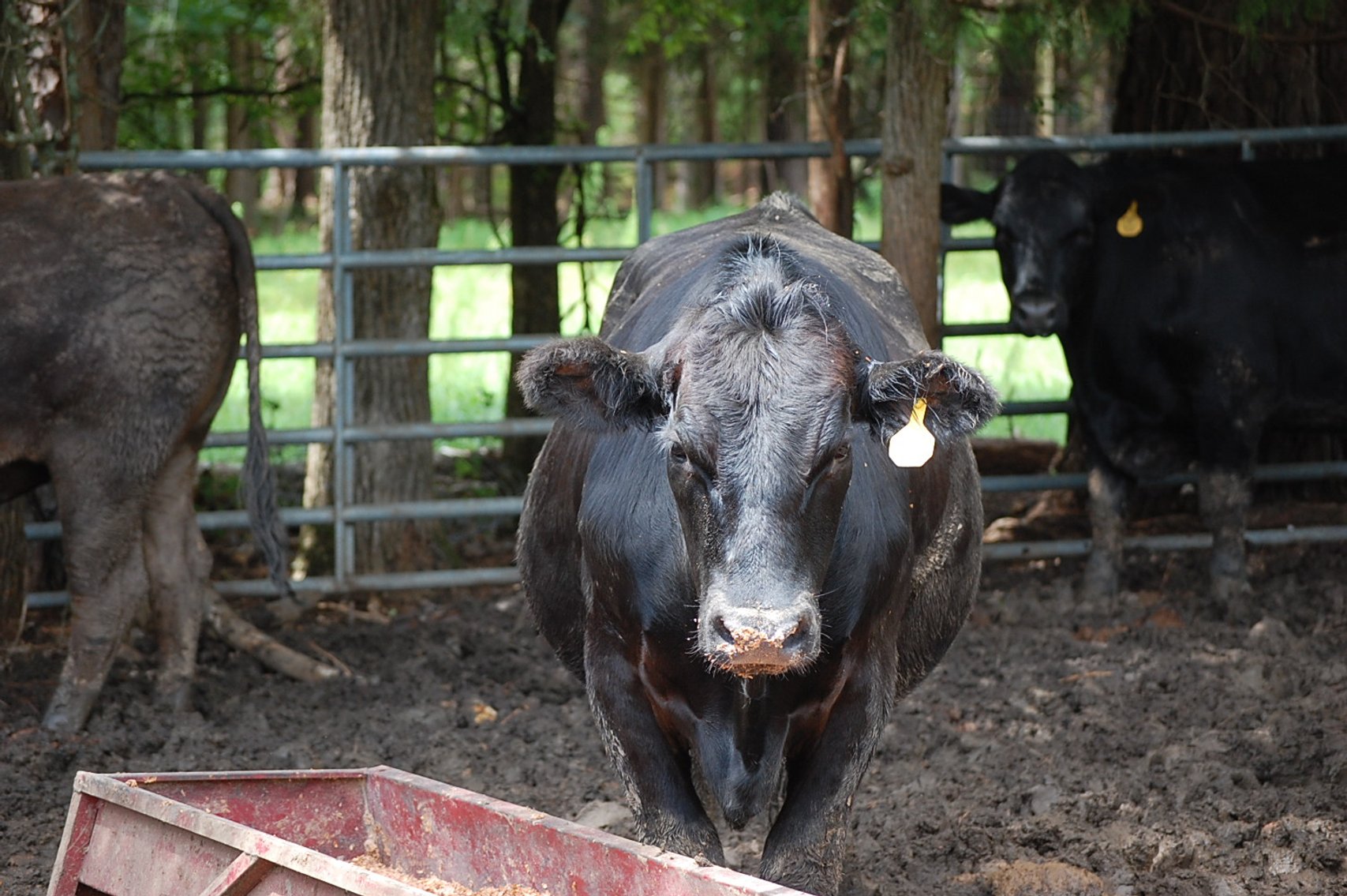 Image for Wagyu Influence Steer Sle