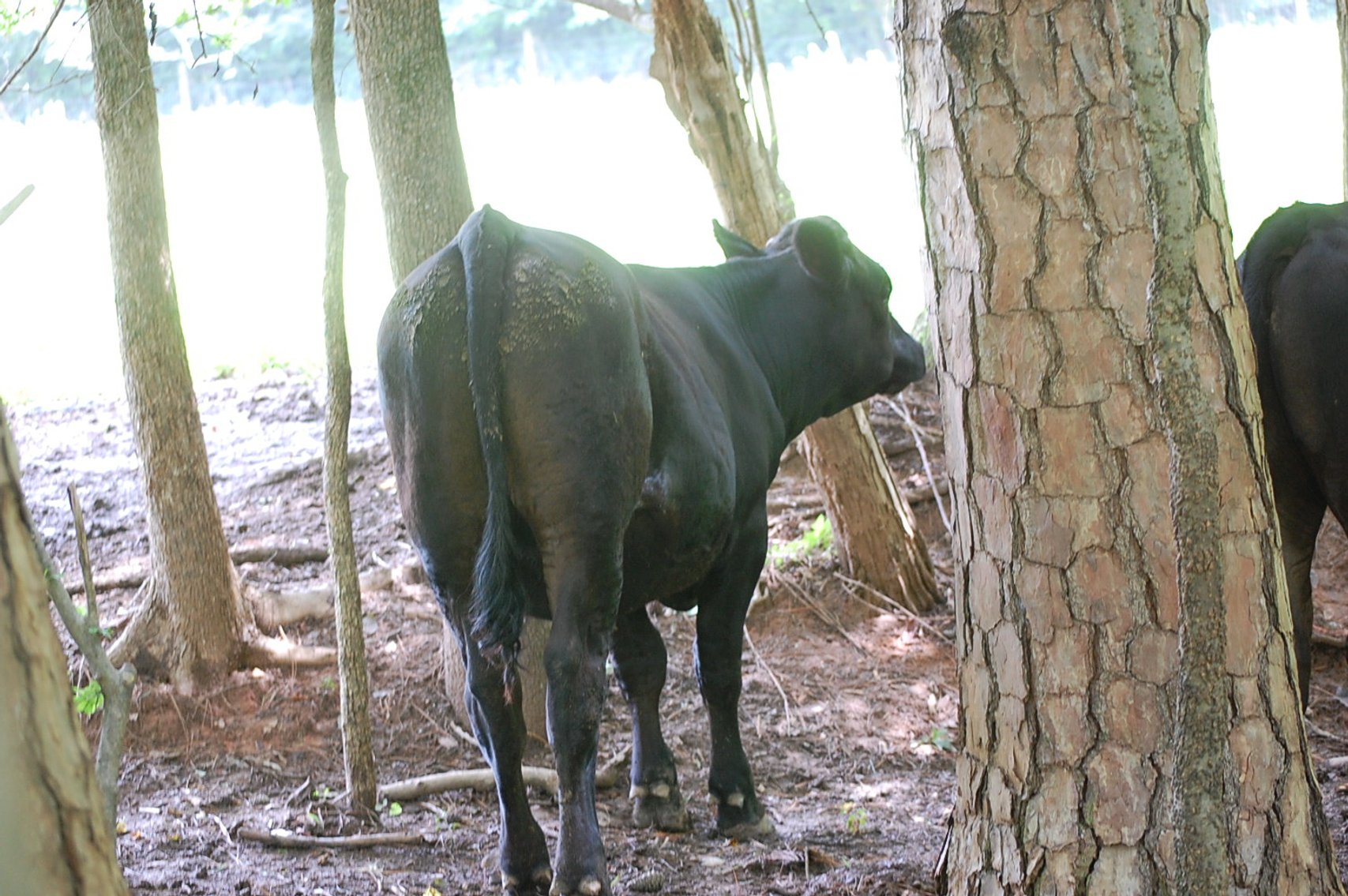 Image for Wagyu Influence Steer Sle