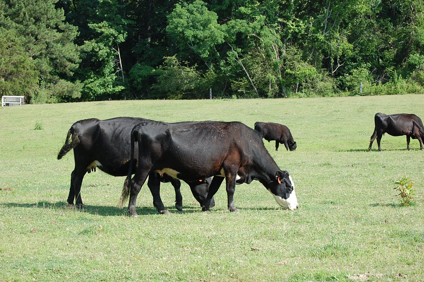 Image for Cattle Auction September 27