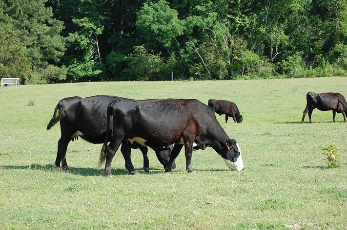 Cattle Auction September 27