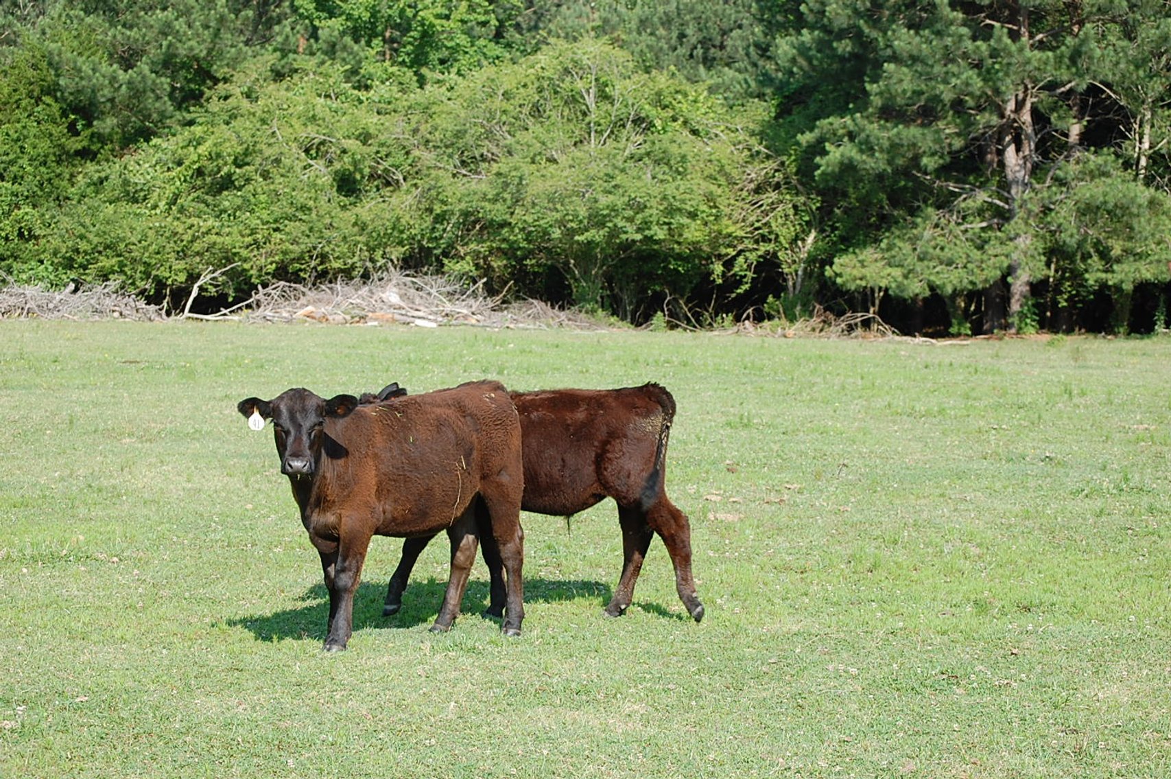 Image for Cattle Auction September 27