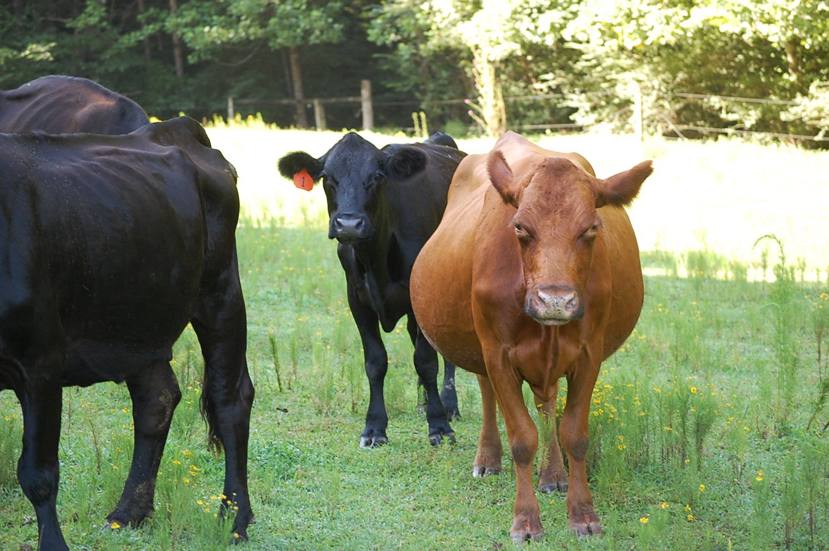 Image for Cattle Auction September 27