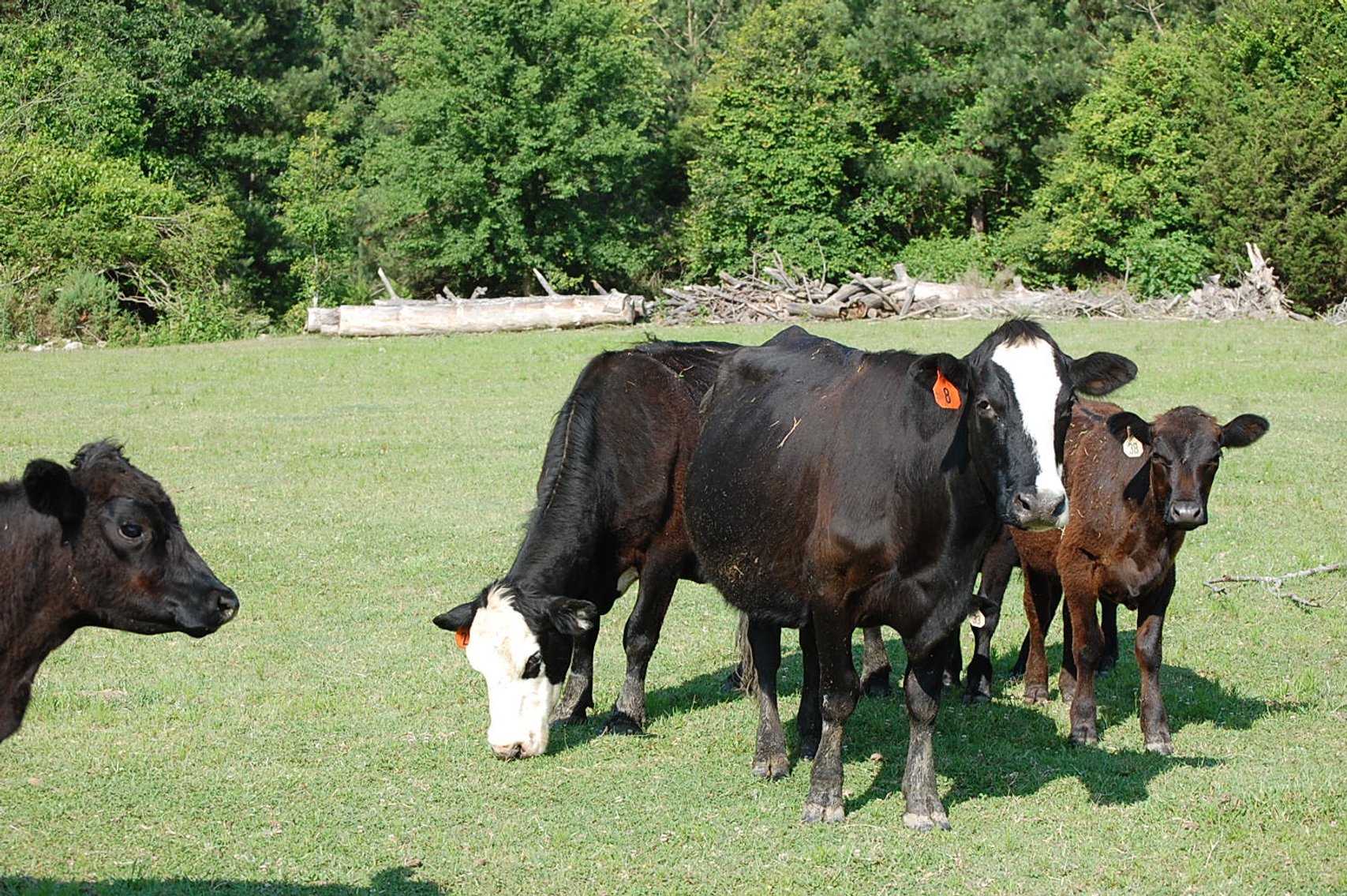 Image for Cattle Auction September 27