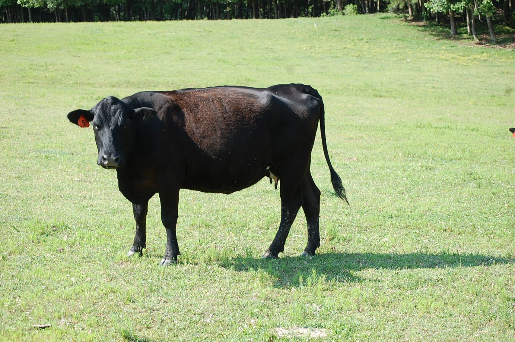 Image for Cattle Auction September 27