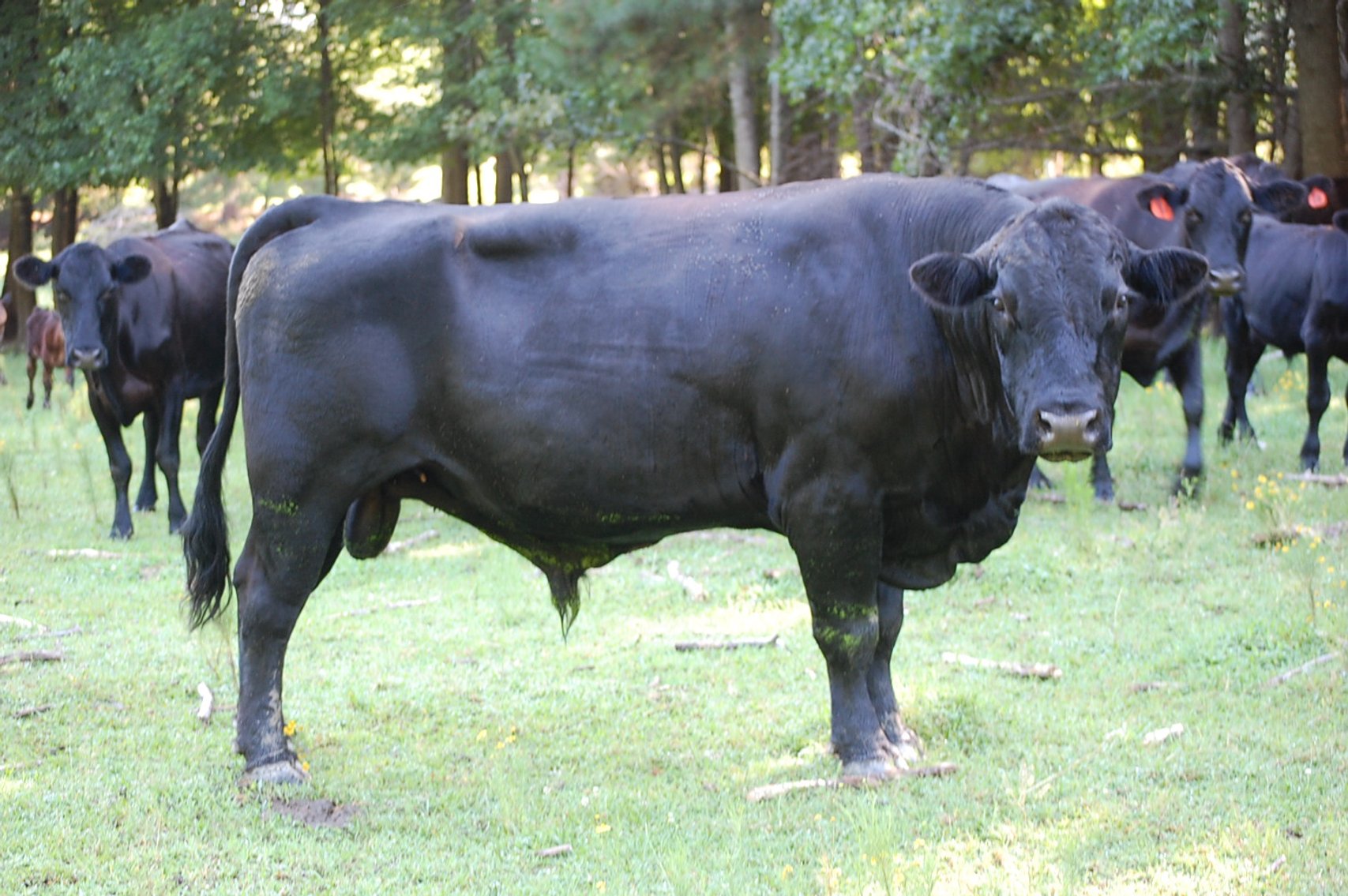 Image for Cattle Auction September 27