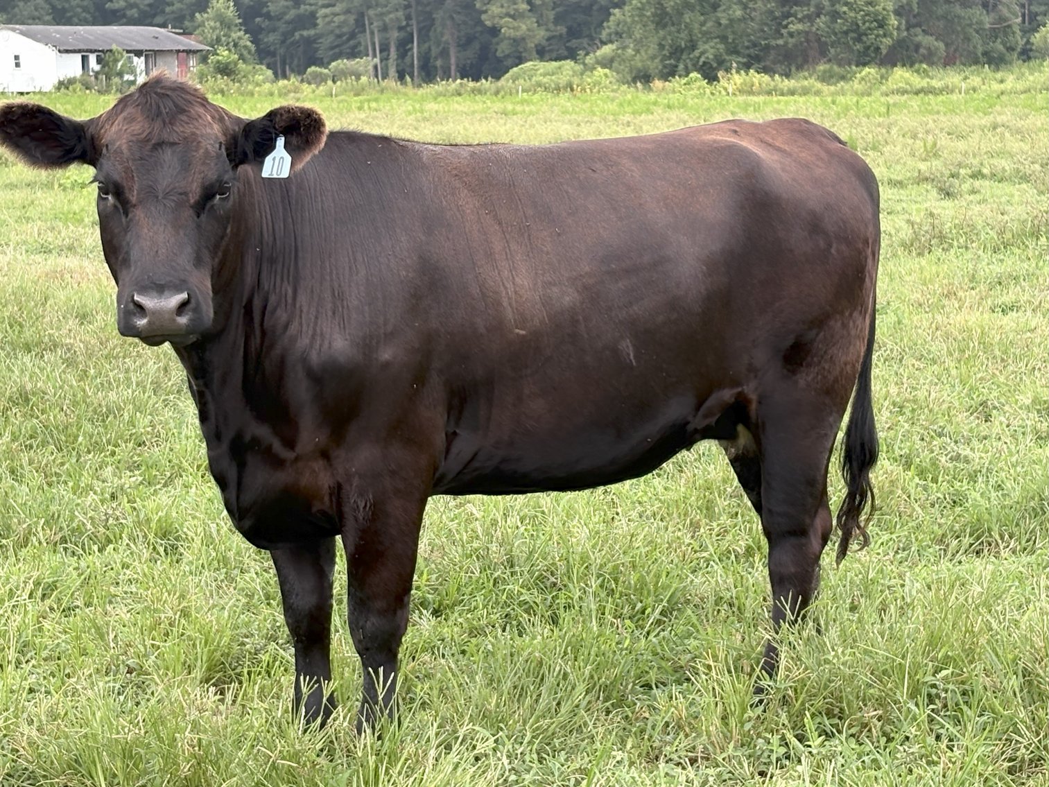 Image for Cattle Auction September 27