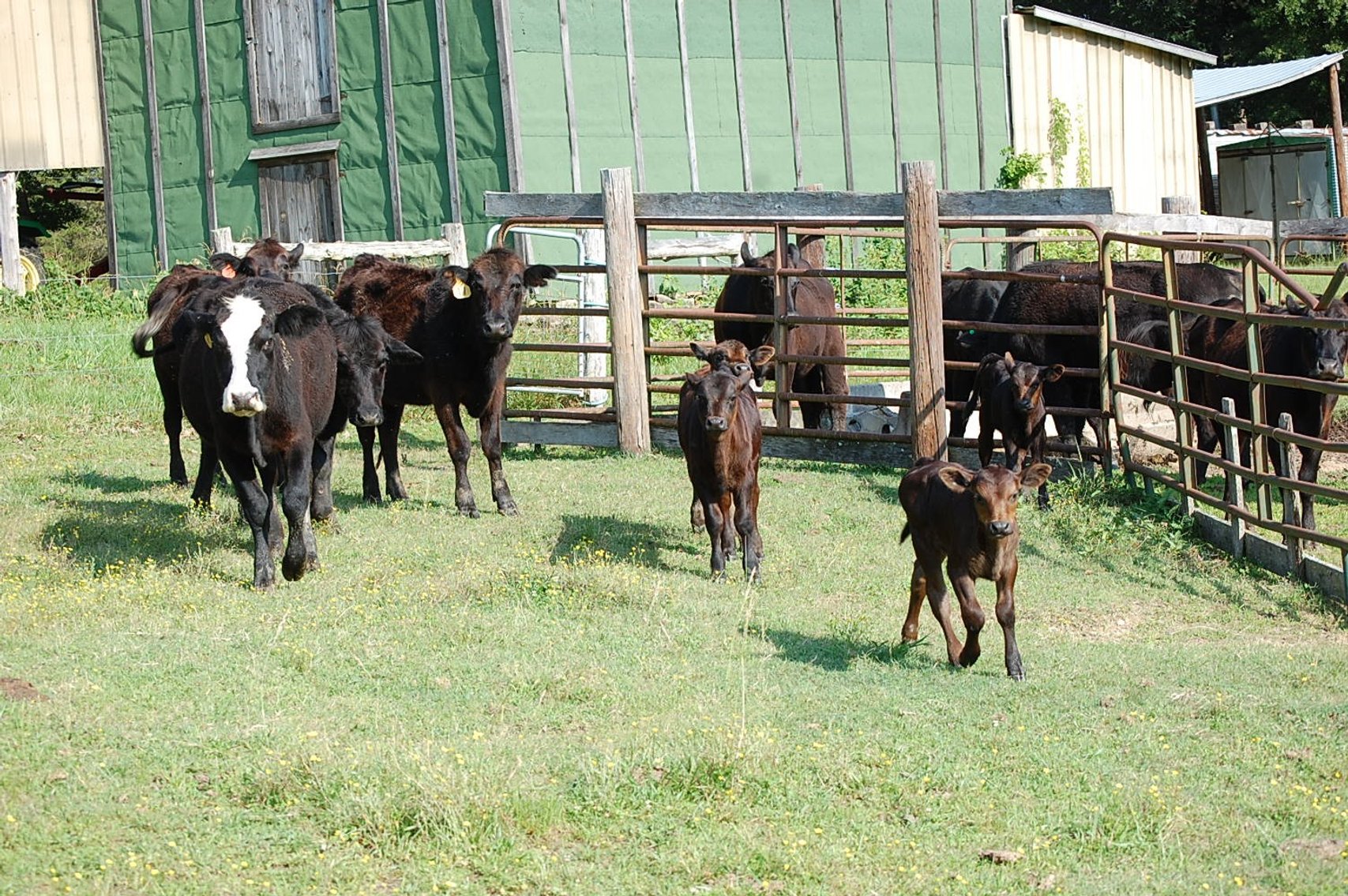 Image for Cattle Auction September 27