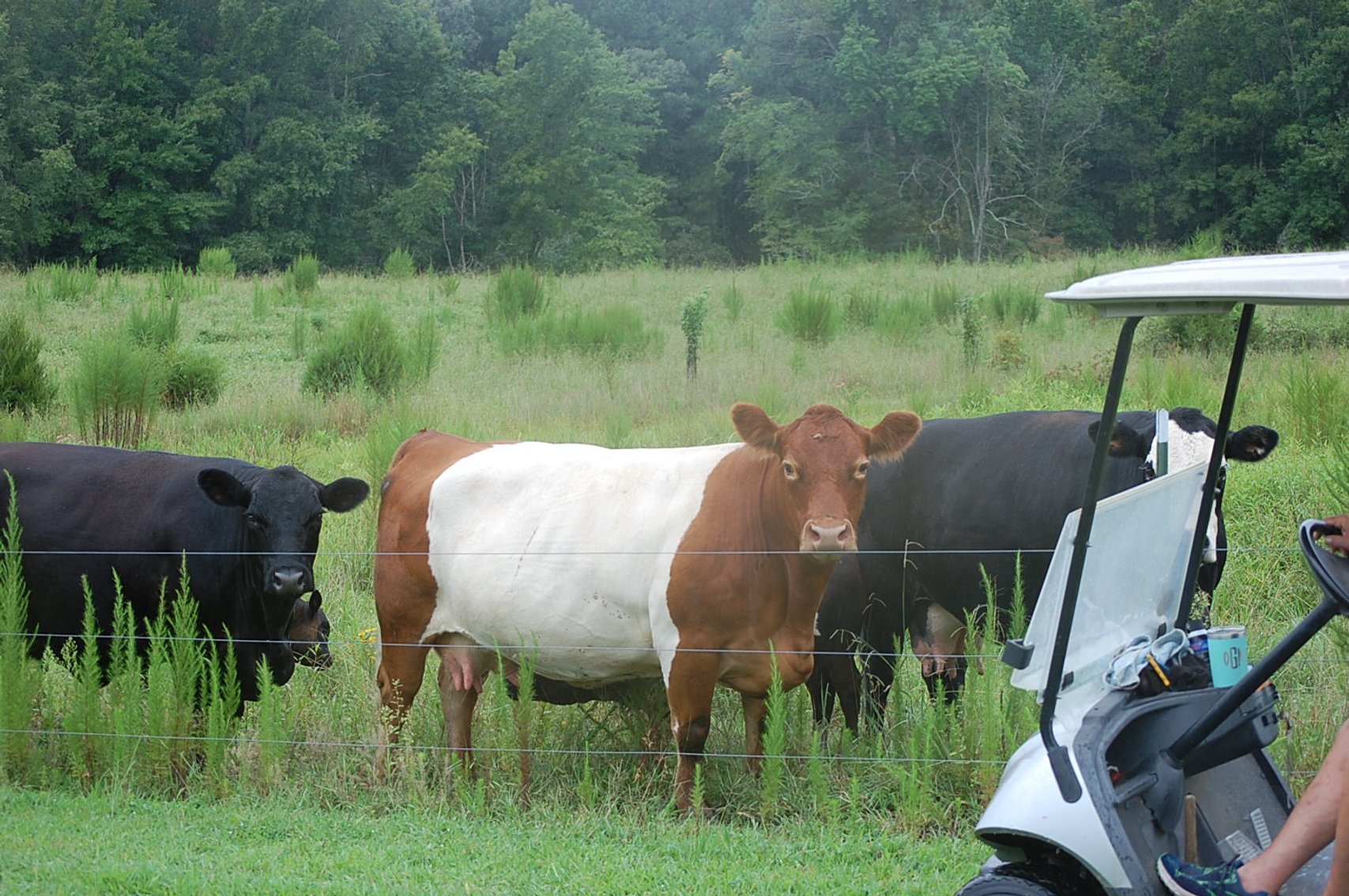 Image for Cattle Auction September 27