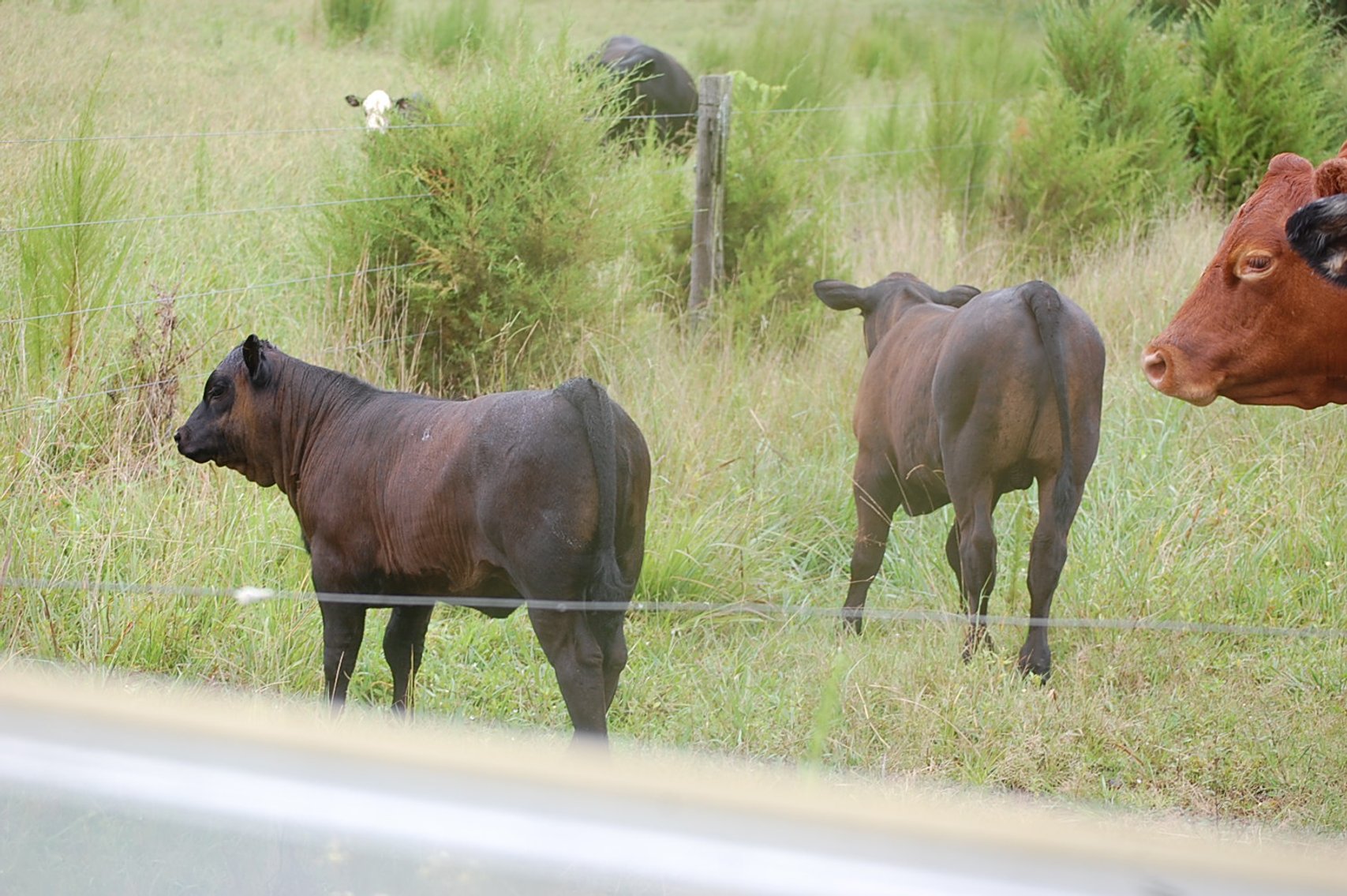 Image for Cattle Auction September 27