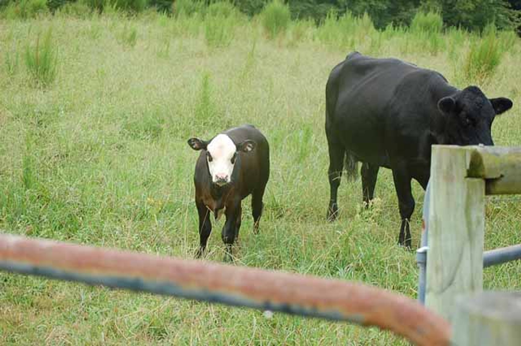 Image for Cattle Auction September 27