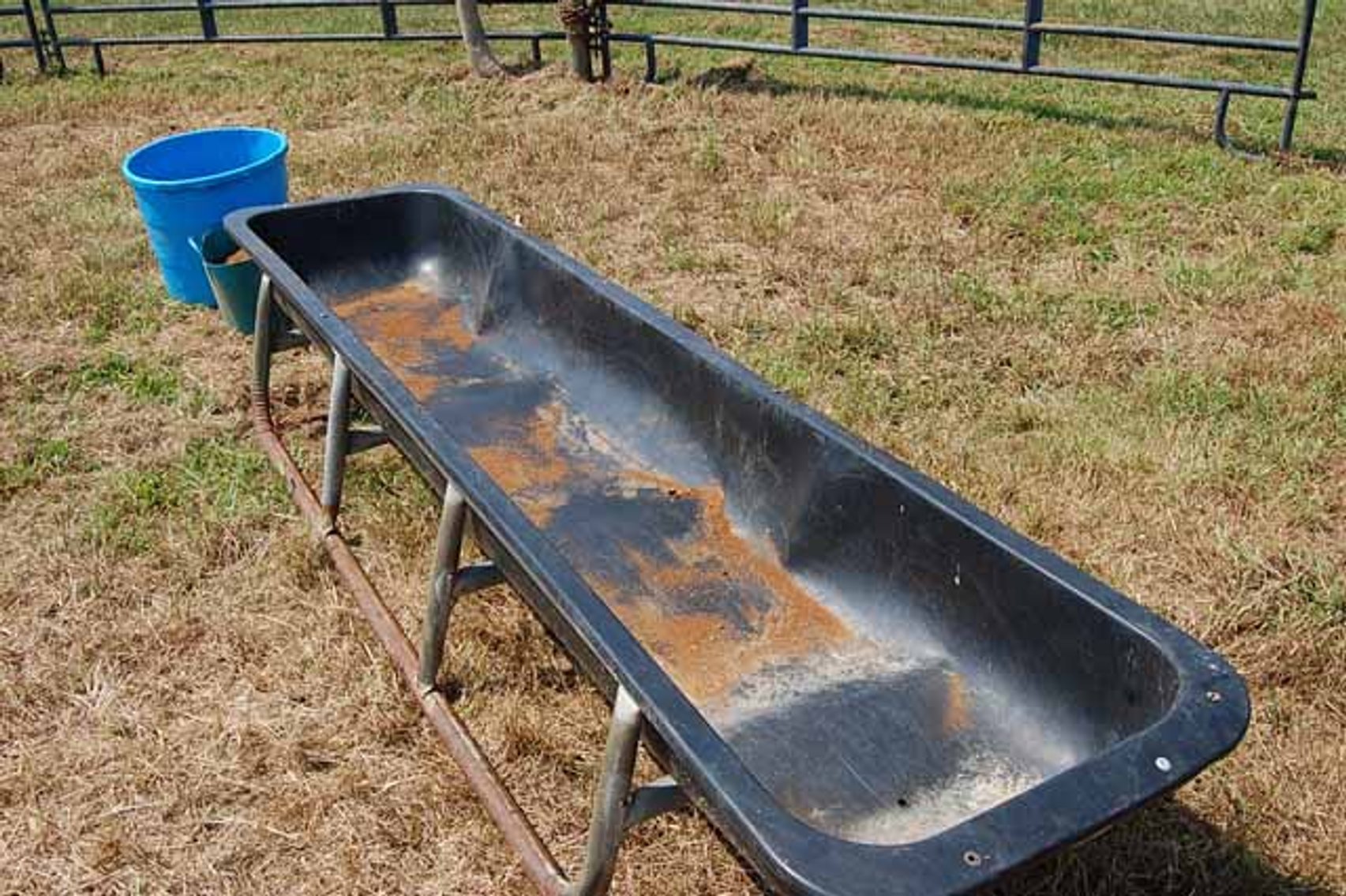 Image for Cattle Auction September 27