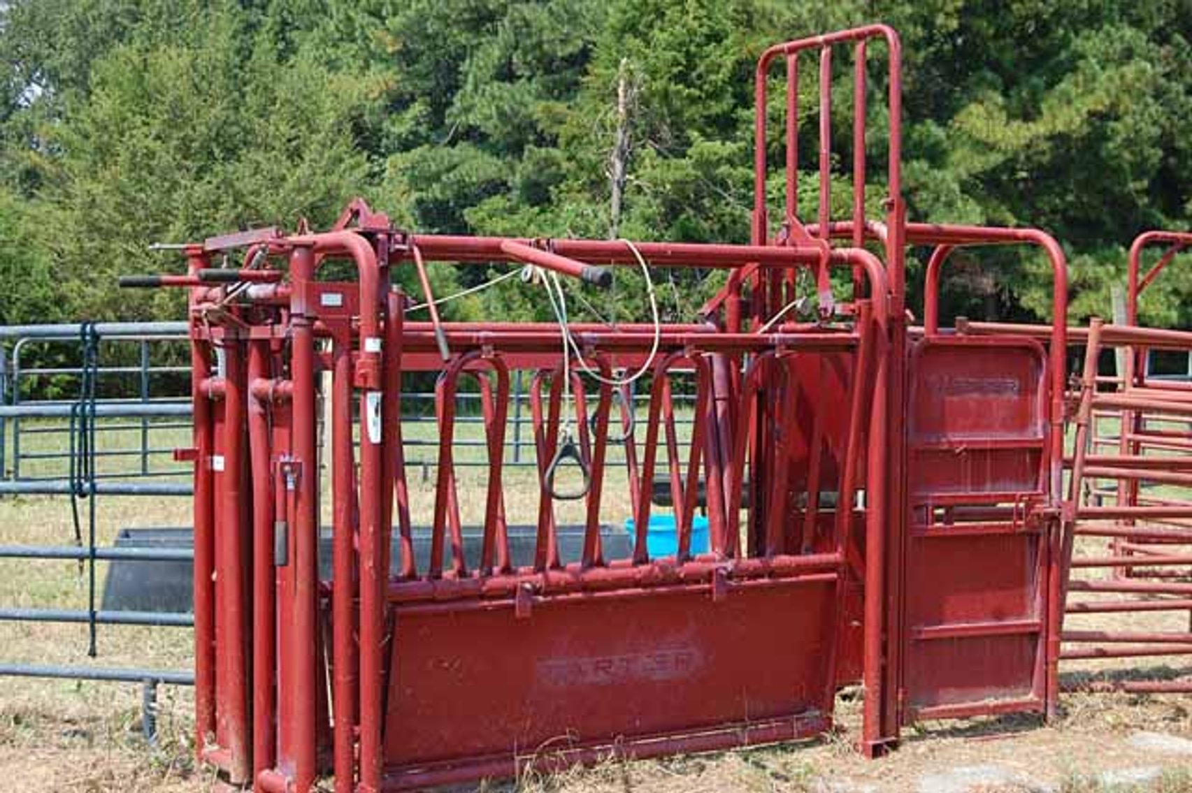 Image for Cattle Auction September 27