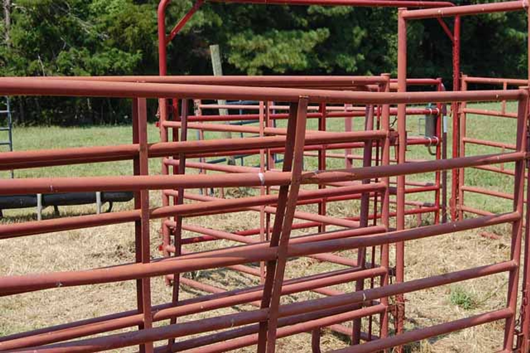 Image for Cattle Auction September 27