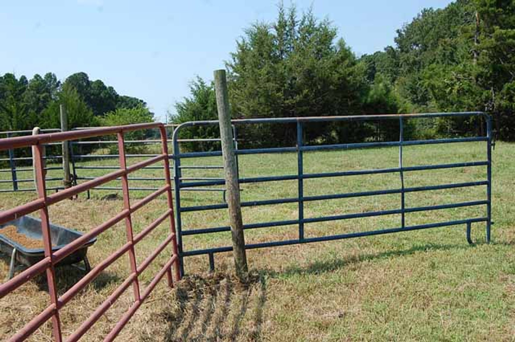 Image for Cattle Auction September 27