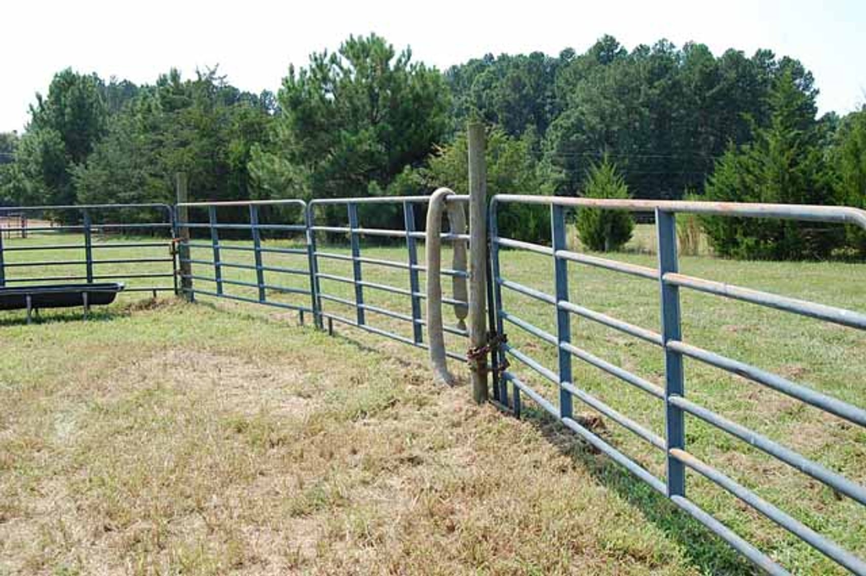 Image for Cattle Auction September 27