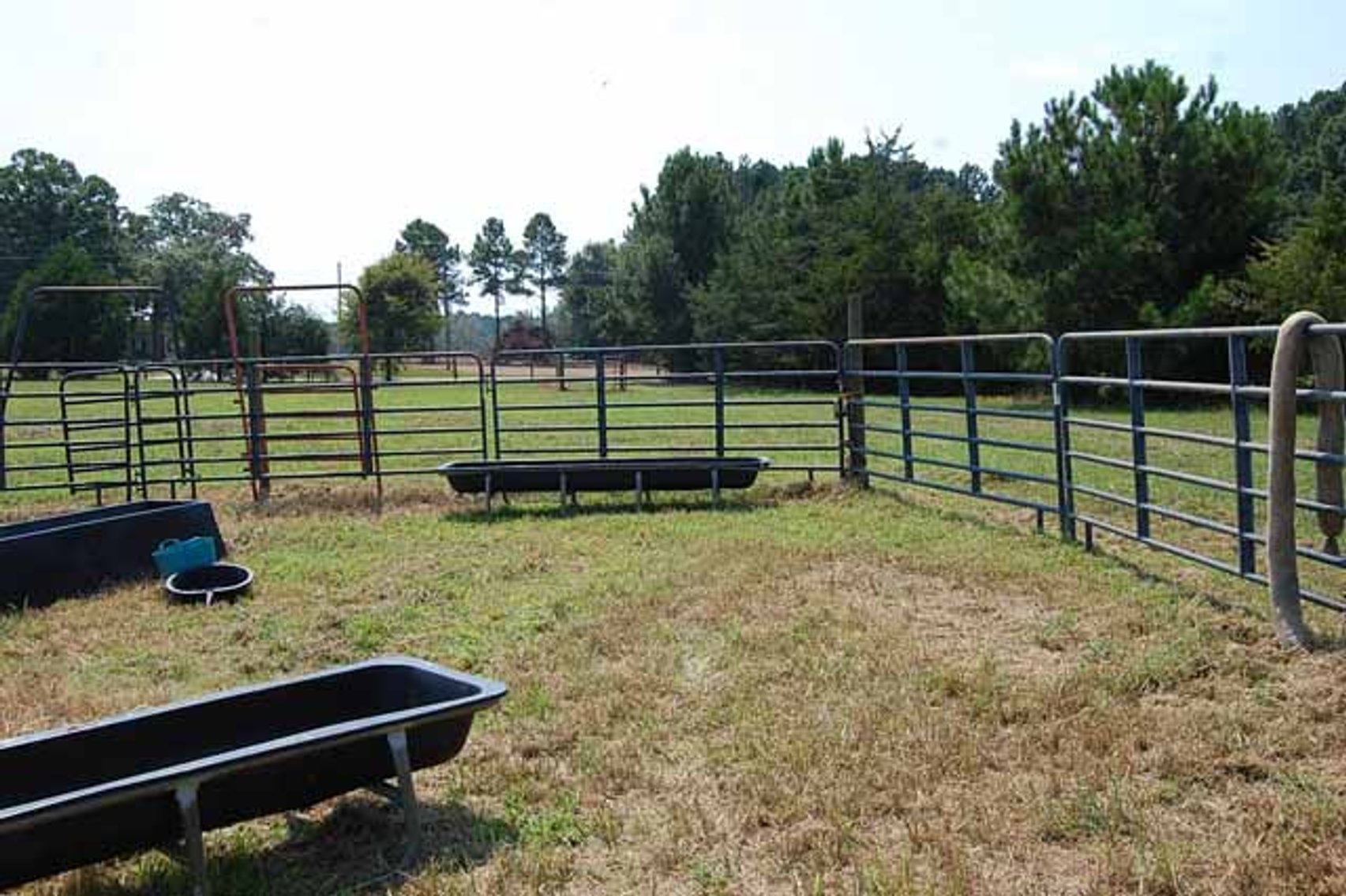 Image for Cattle Auction September 27