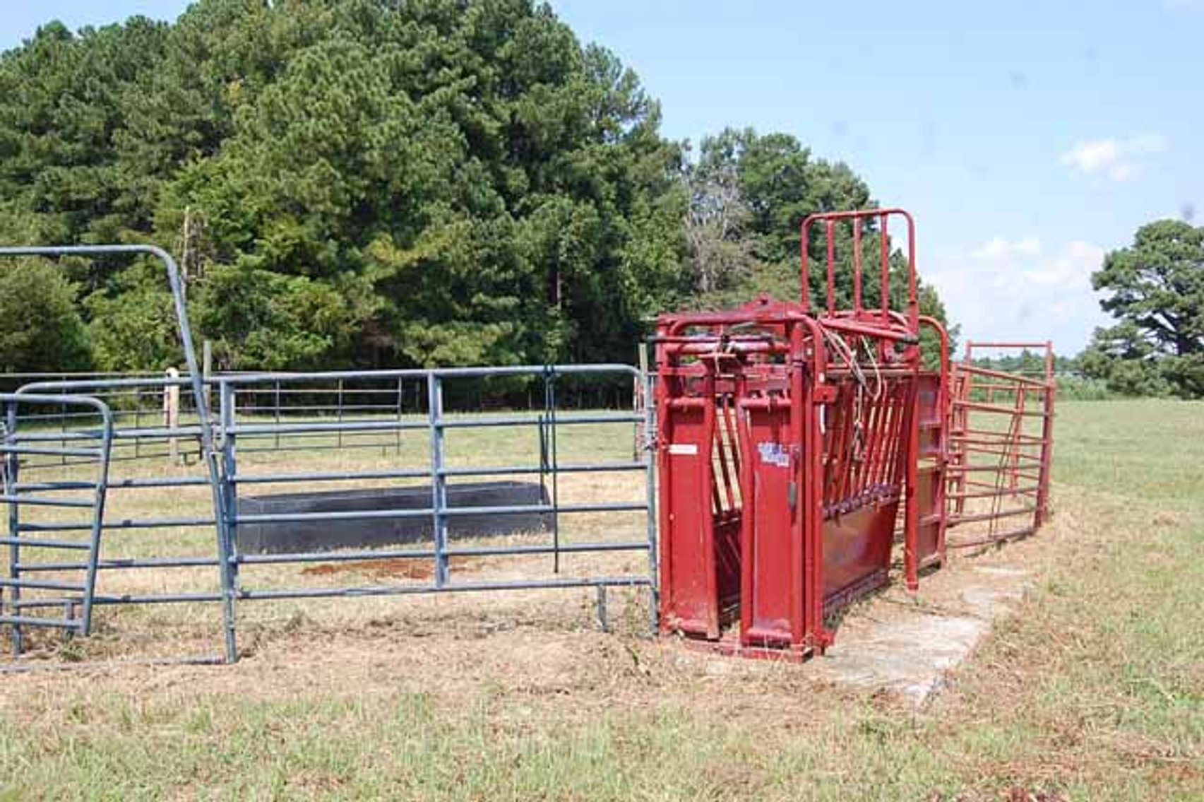 Image for Cattle Auction September 27