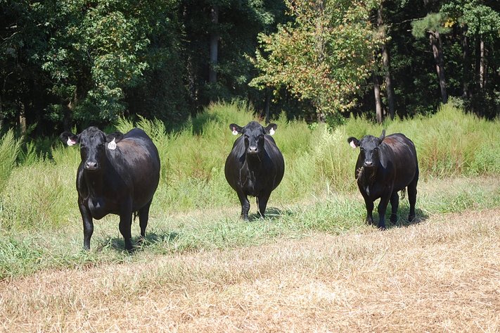 ECO Farm Systems - Cattle Auction